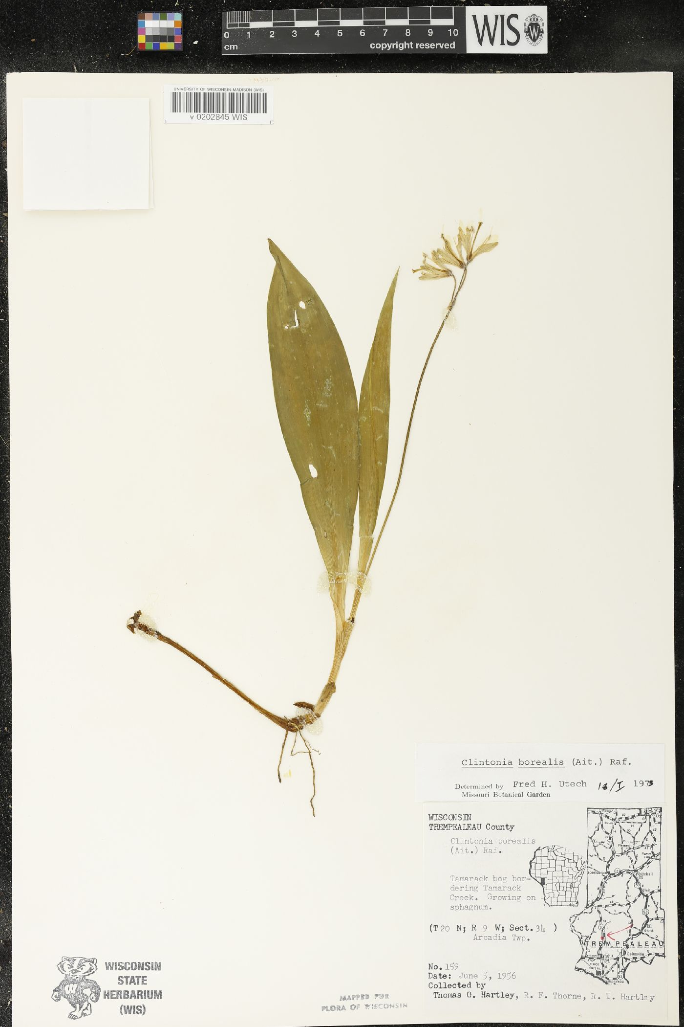 Clintonia borealis image