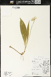 Clintonia borealis image
