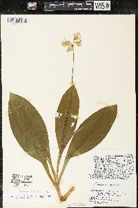 Clintonia borealis image