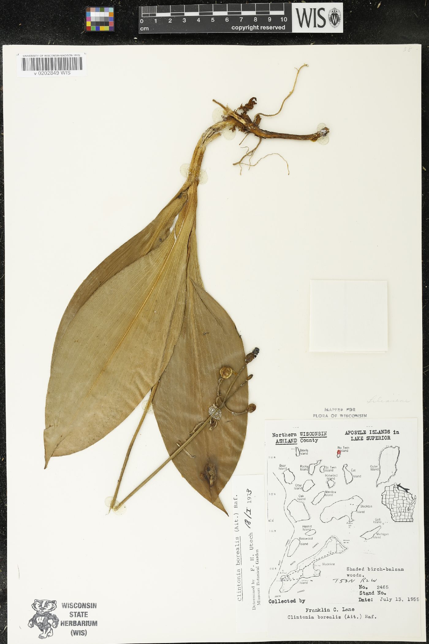 Clintonia borealis image