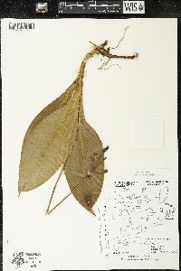 Clintonia borealis image