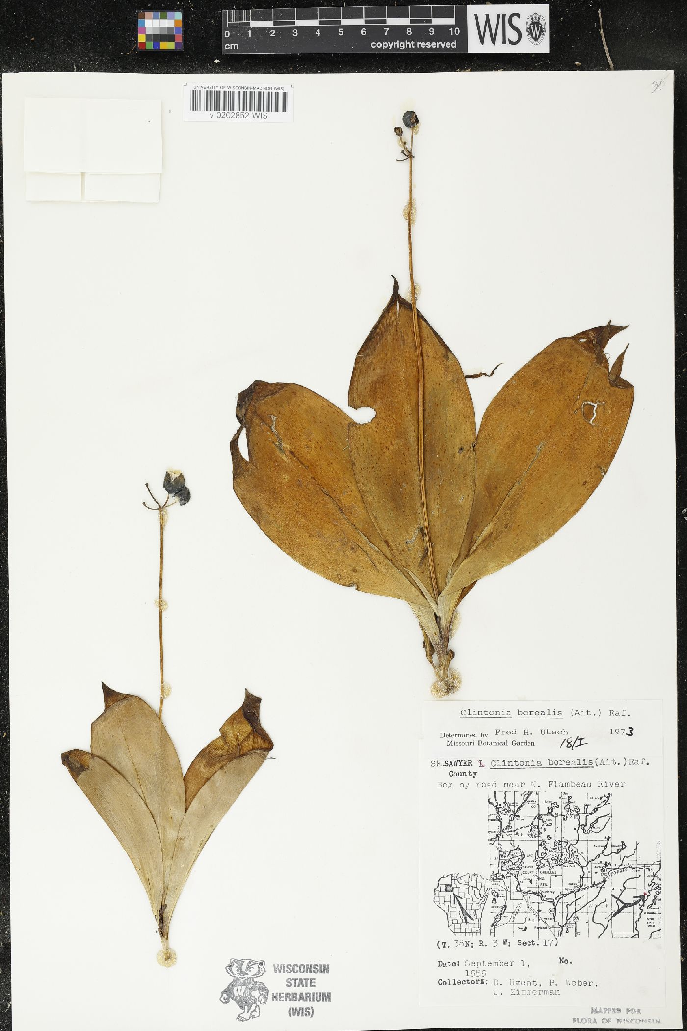 Clintonia borealis image