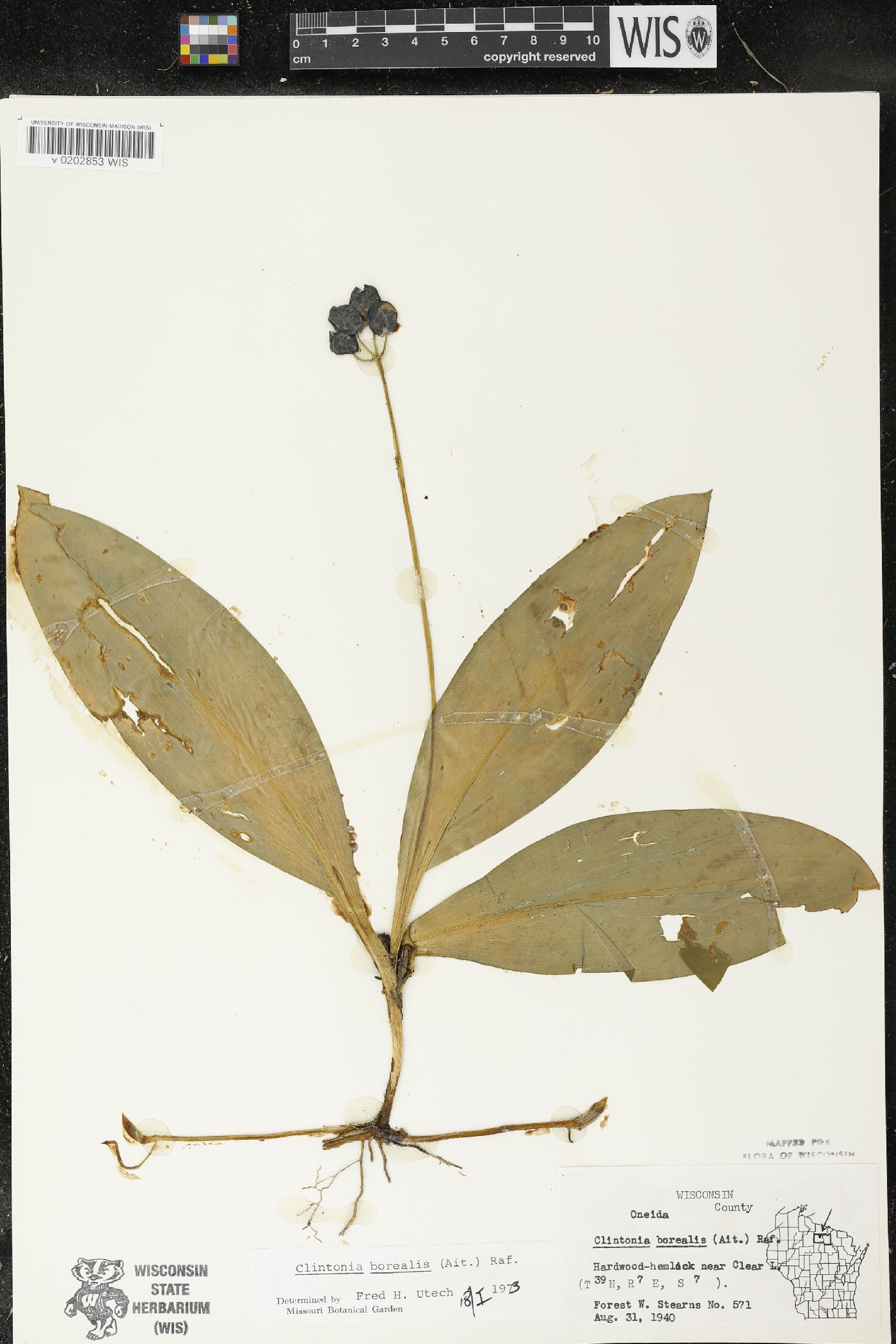 Clintonia borealis image