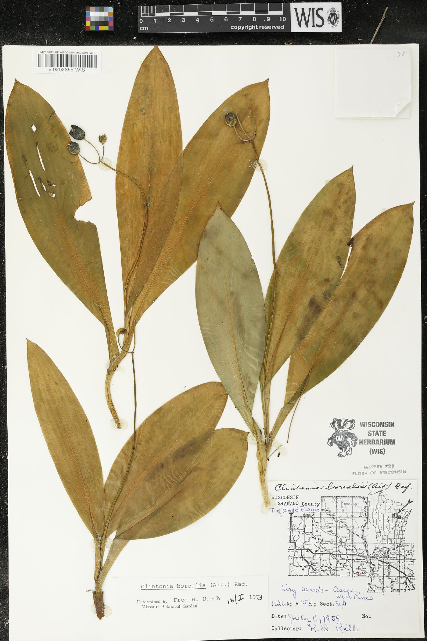 Clintonia borealis image