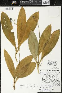 Clintonia borealis image