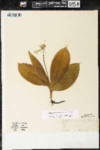 Clintonia borealis image