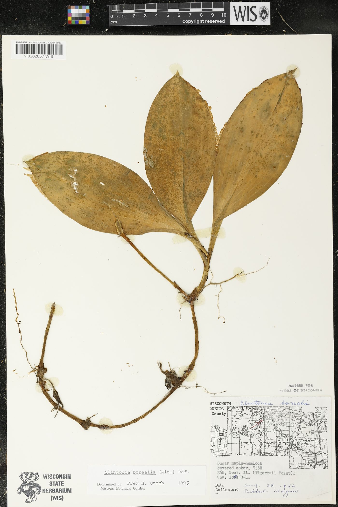 Clintonia borealis image