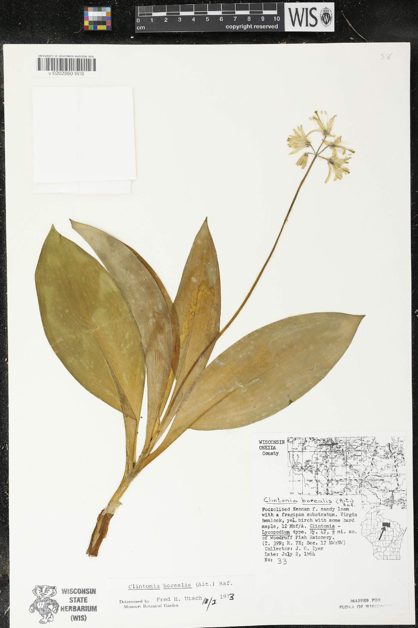 Clintonia borealis image
