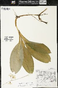 Clintonia borealis image