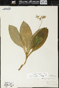 Clintonia borealis image