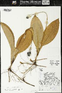 Clintonia borealis image