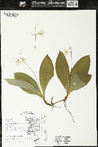Clintonia borealis image