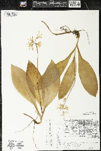 Clintonia borealis image