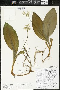 Clintonia borealis image