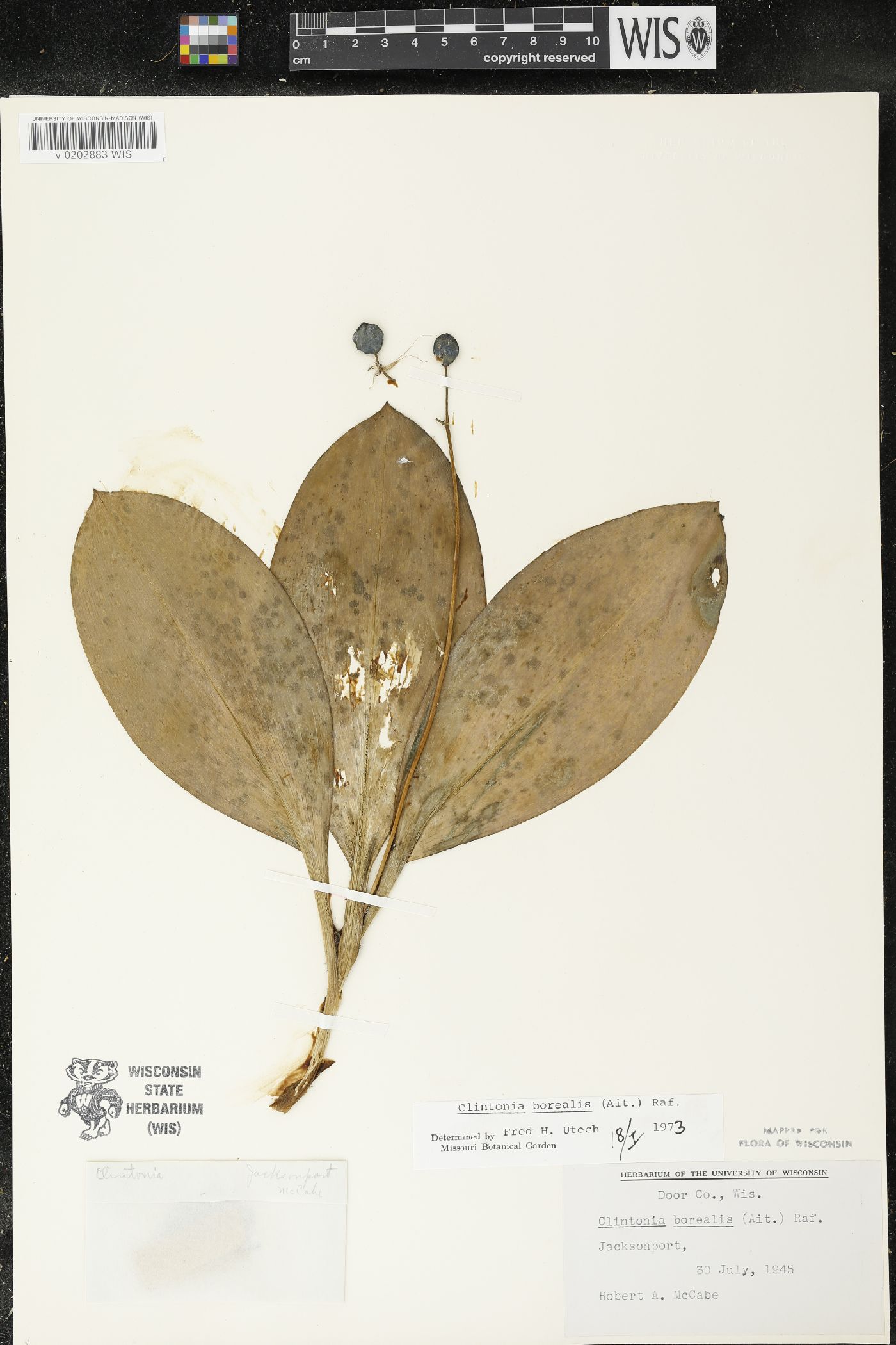 Clintonia borealis image