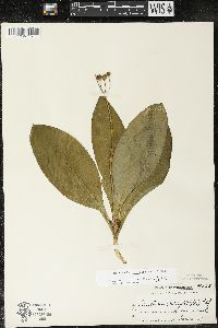 Clintonia borealis image