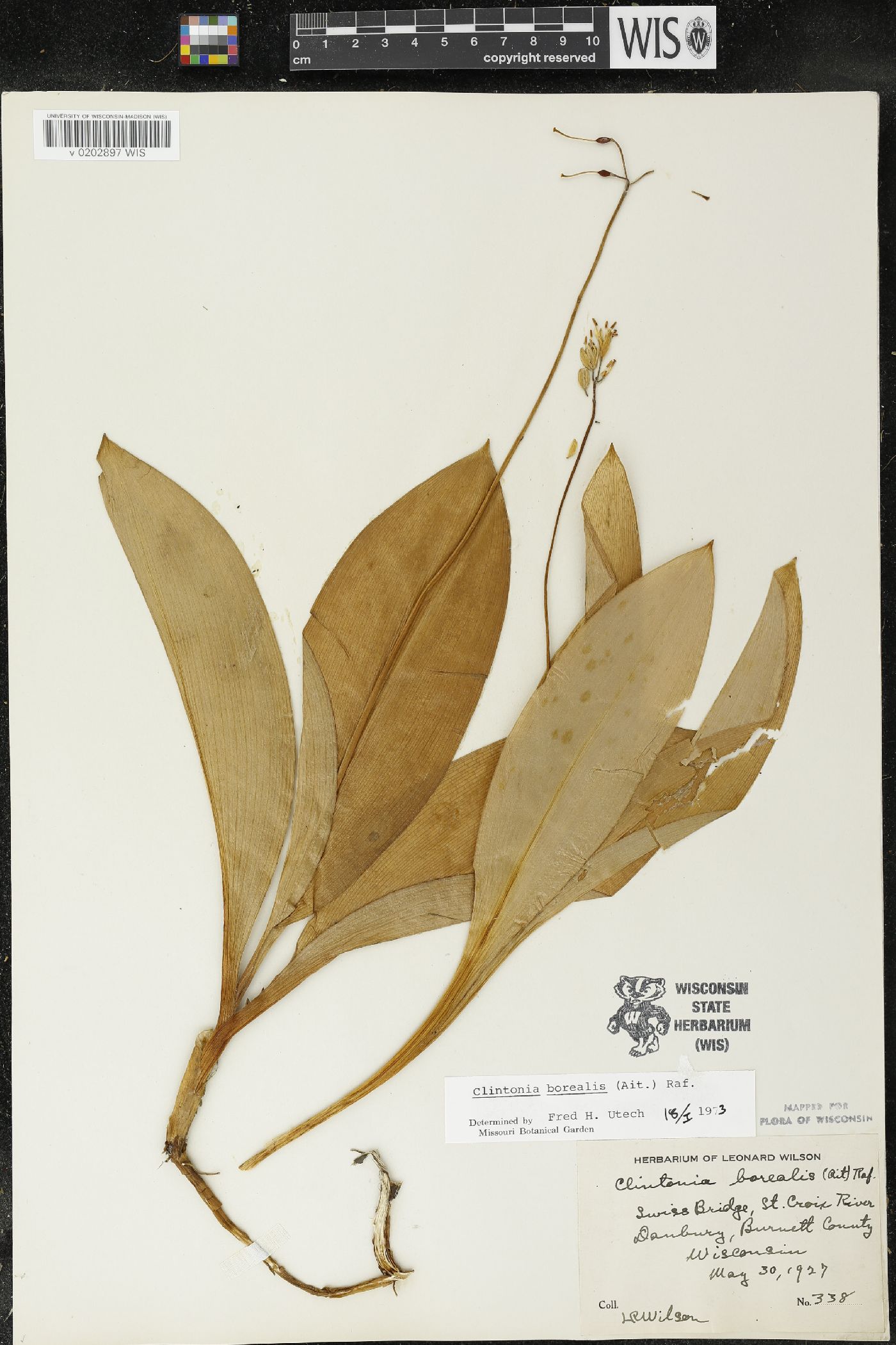 Clintonia borealis image