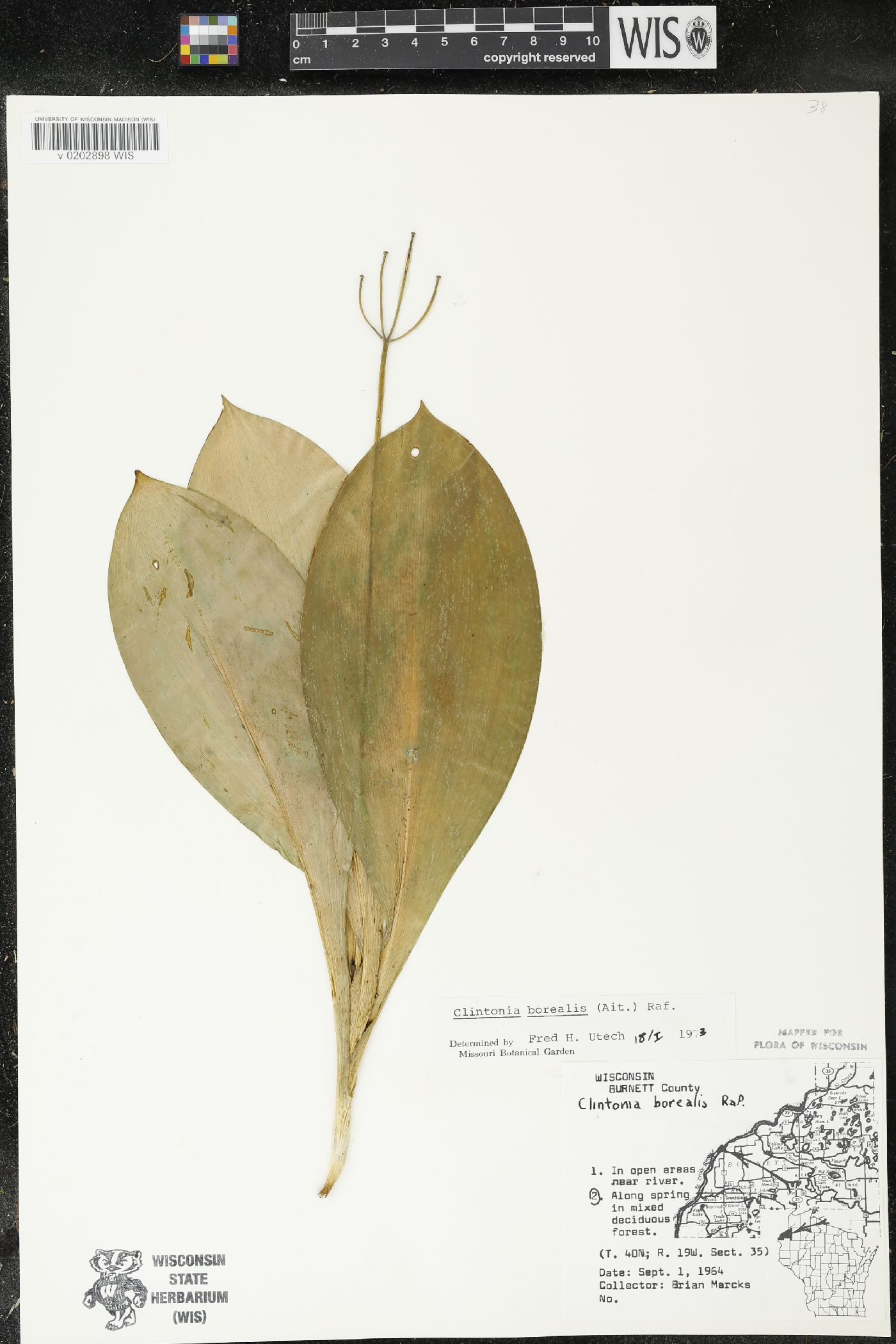 Clintonia borealis image