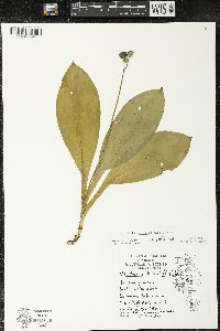Clintonia borealis image