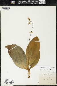 Clintonia borealis image