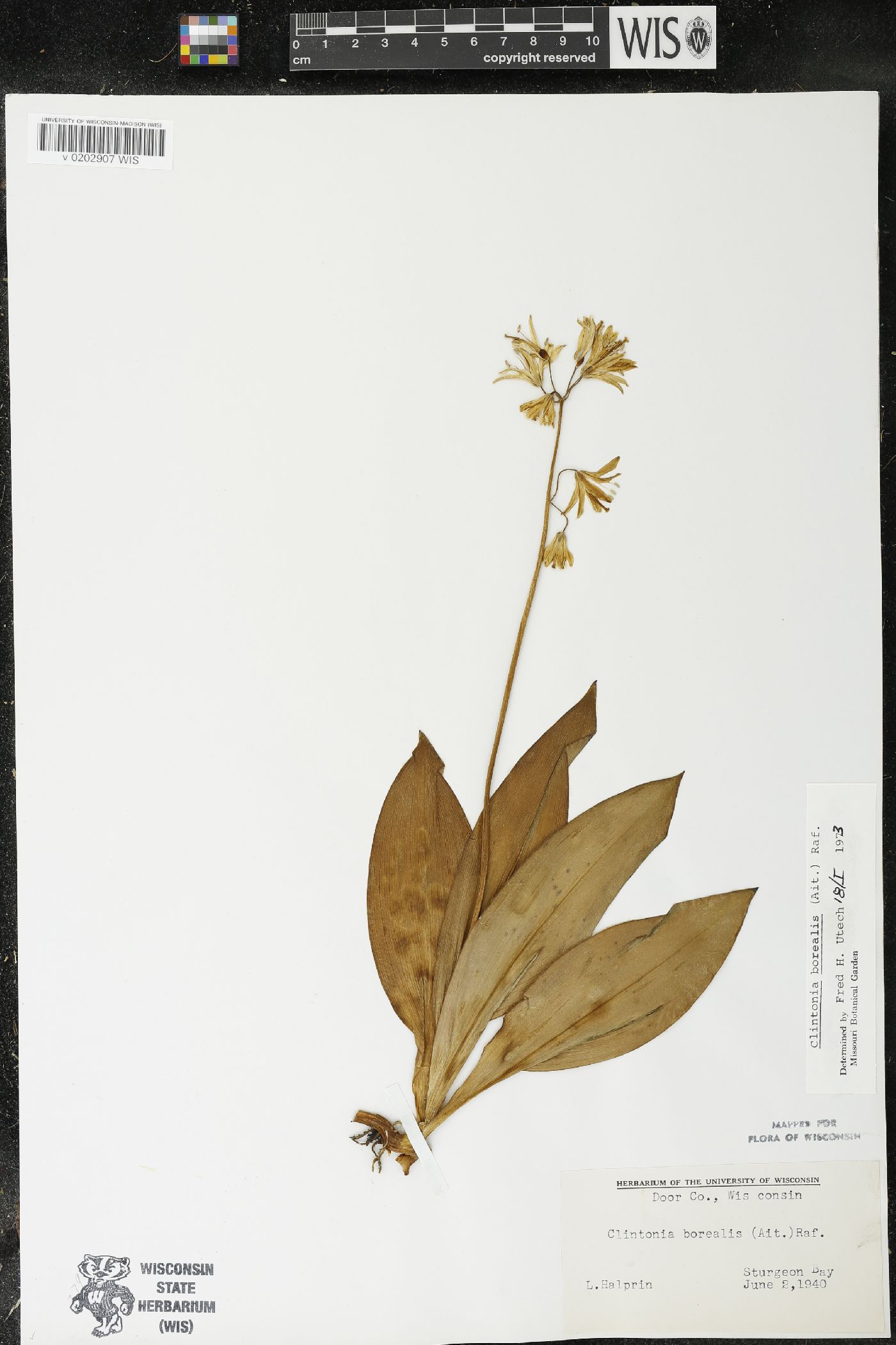 Clintonia borealis image