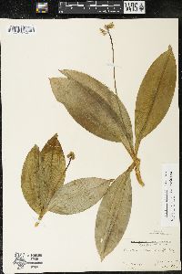 Clintonia borealis image