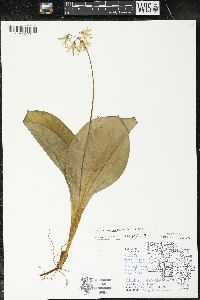 Clintonia borealis image