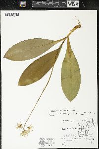 Clintonia borealis image