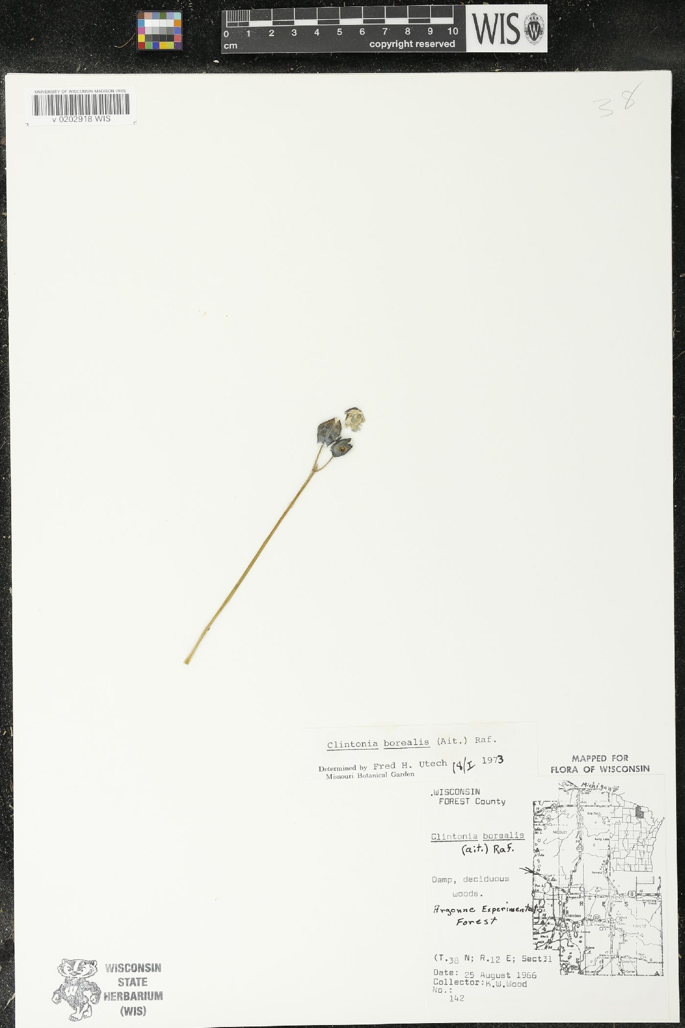 Clintonia borealis image