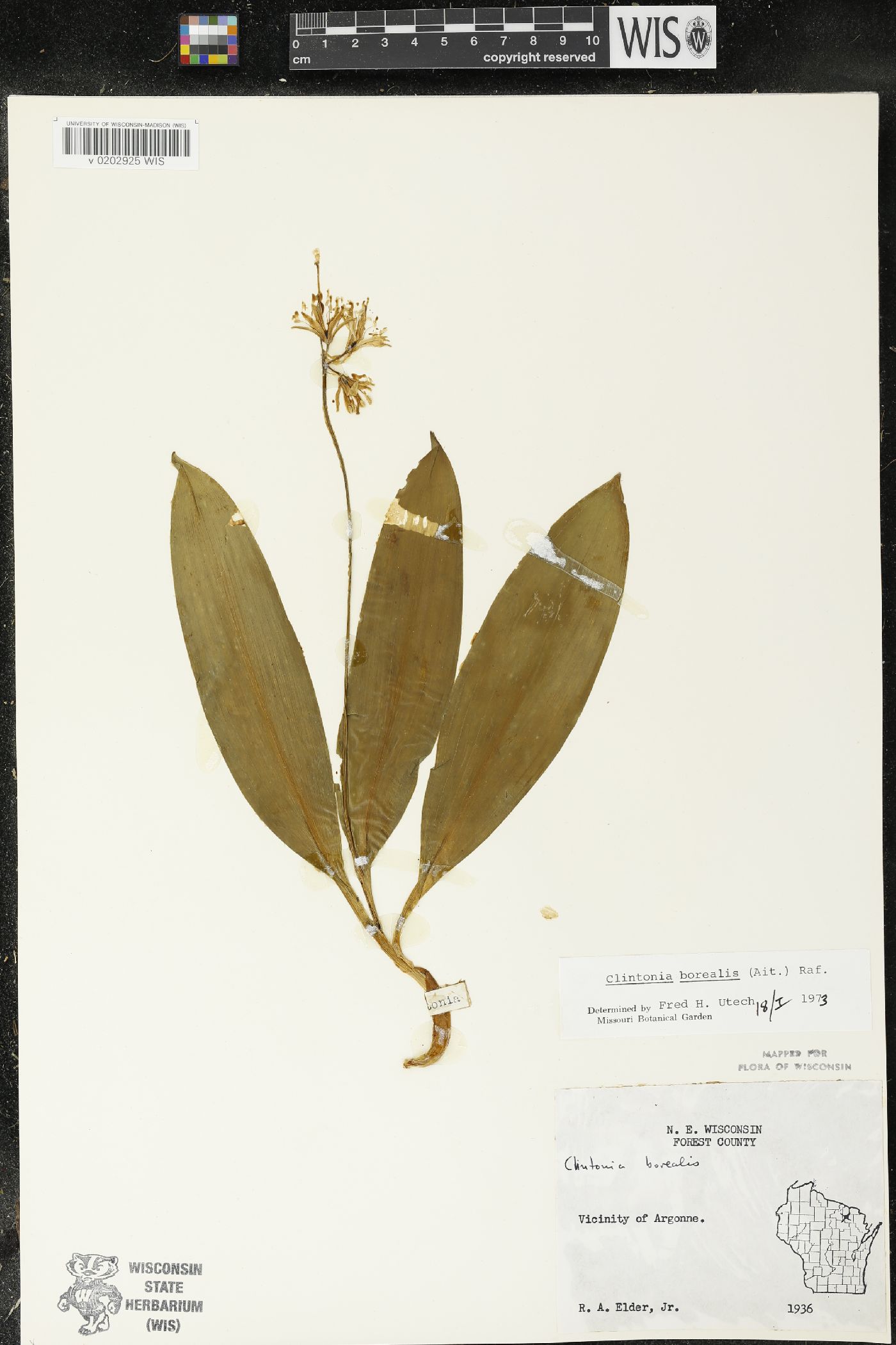 Clintonia borealis image