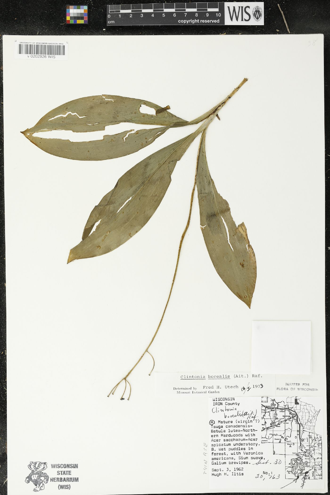 Clintonia borealis image
