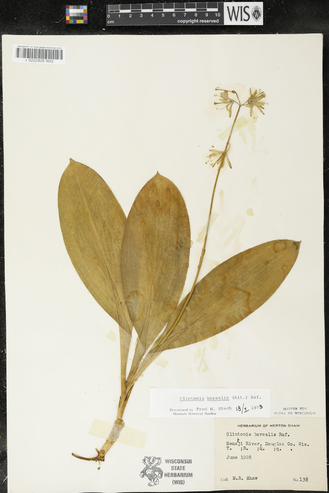 Clintonia borealis image