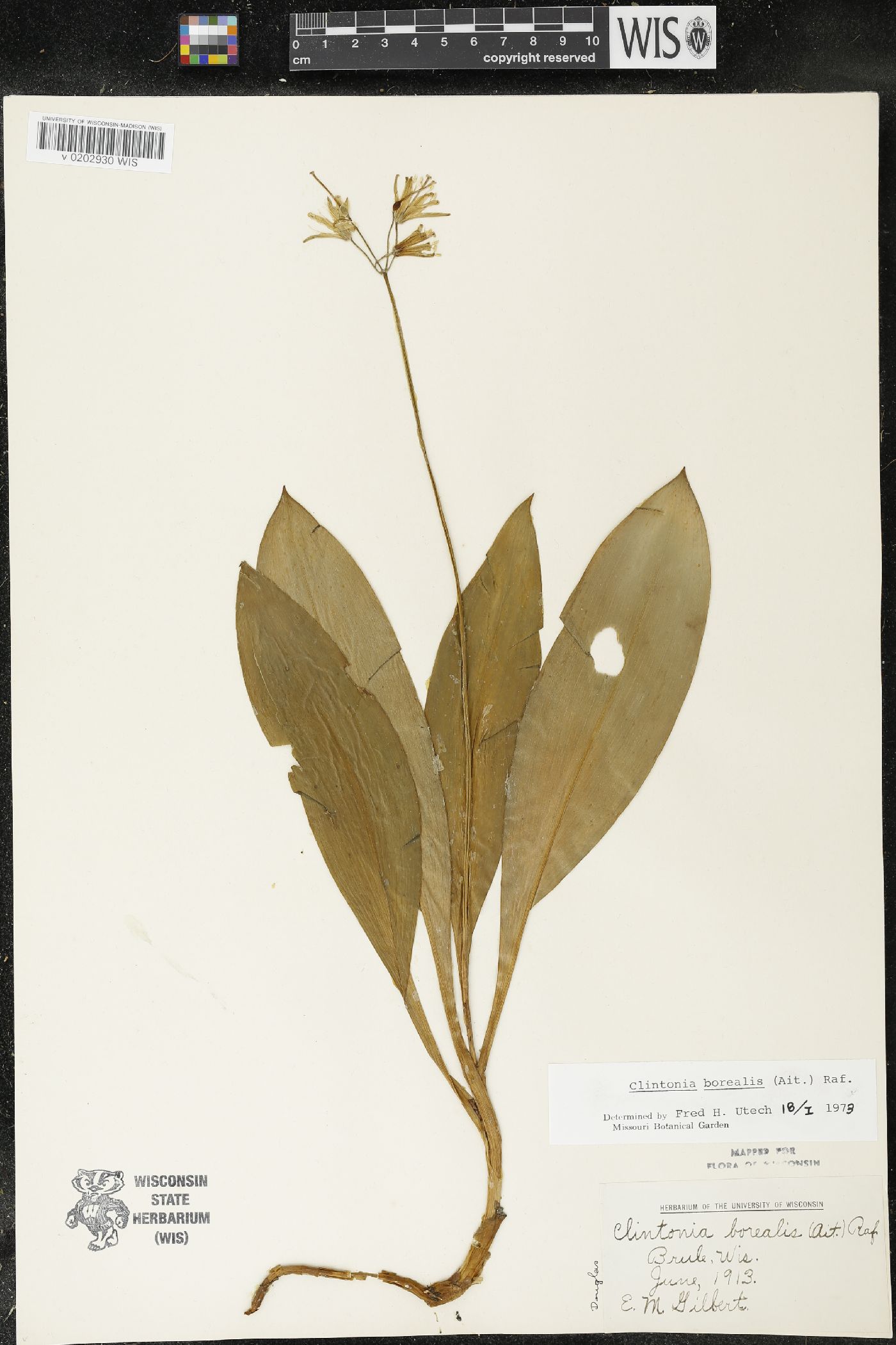 Clintonia borealis image