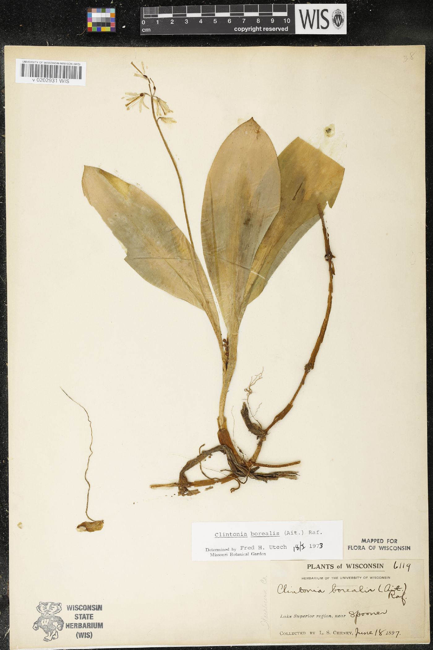 Clintonia borealis image