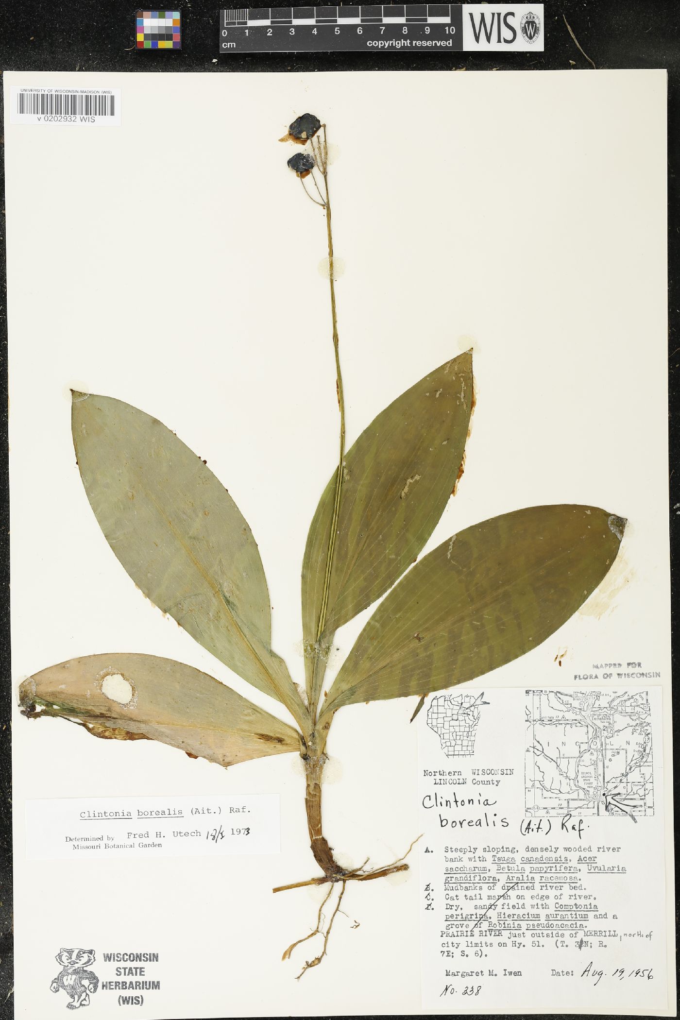 Clintonia borealis image
