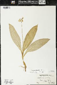 Clintonia borealis image