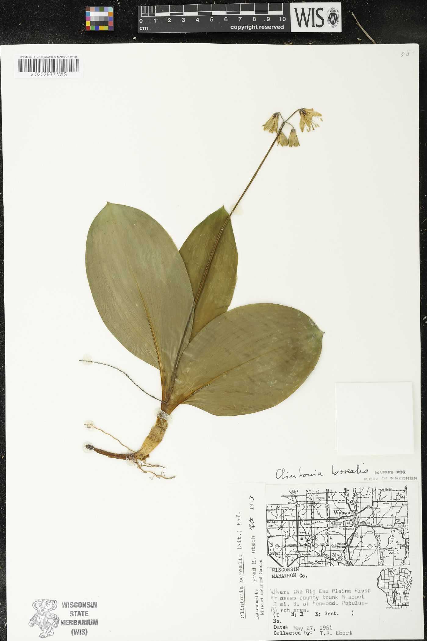Clintonia borealis image