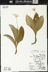 Clintonia borealis image