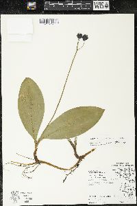 Clintonia borealis image
