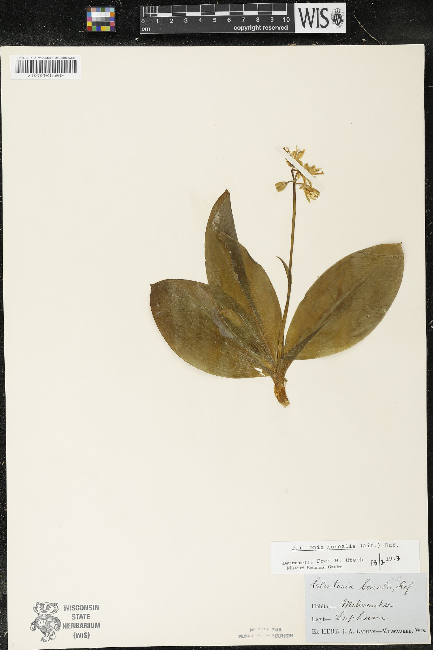 Clintonia borealis image