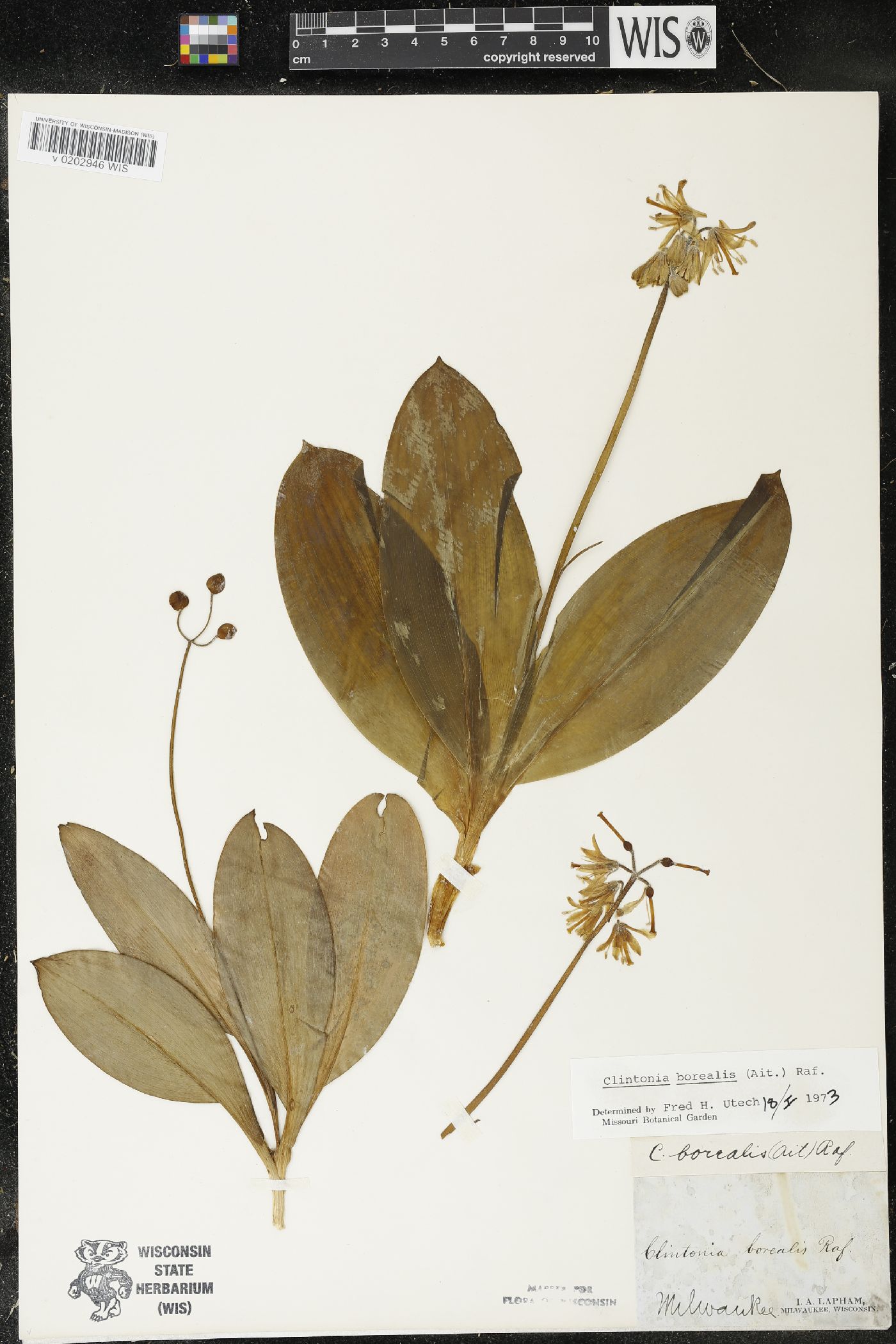 Clintonia borealis image