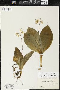 Clintonia borealis image