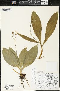 Clintonia borealis image
