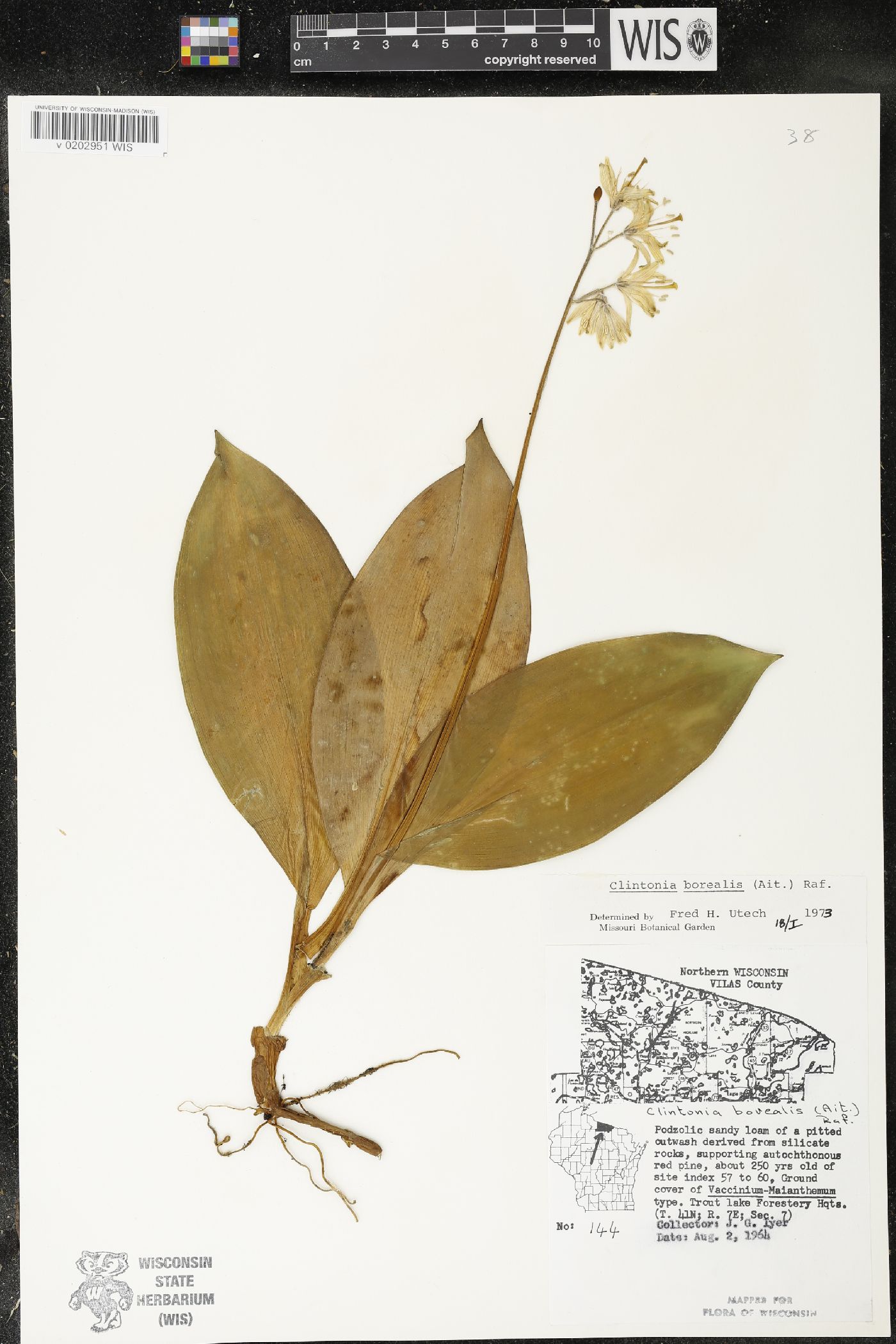 Clintonia borealis image