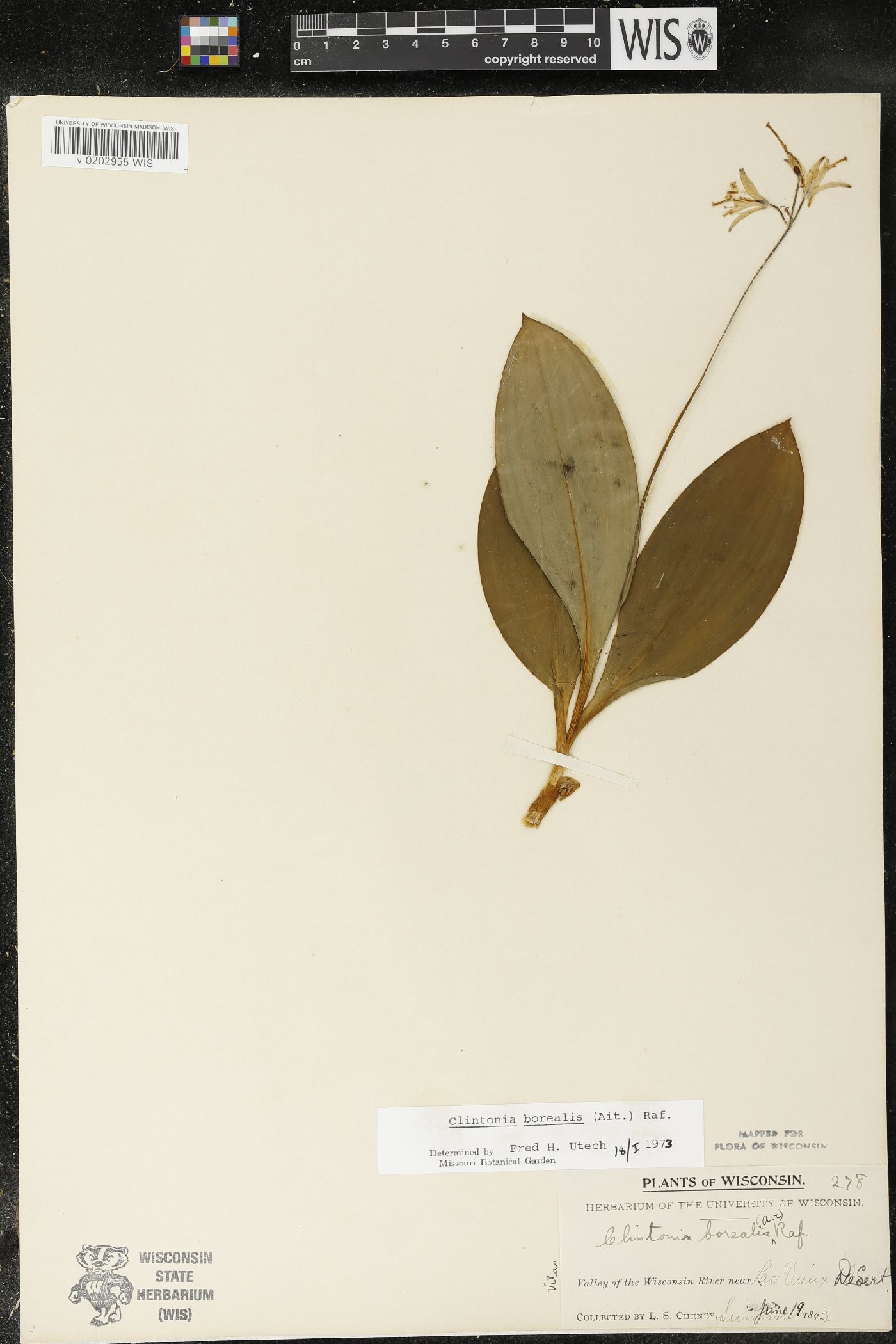 Clintonia borealis image