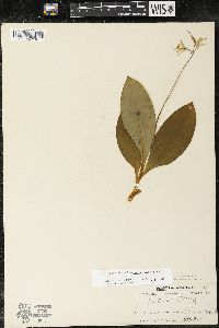 Clintonia borealis image