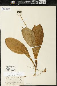 Clintonia borealis image
