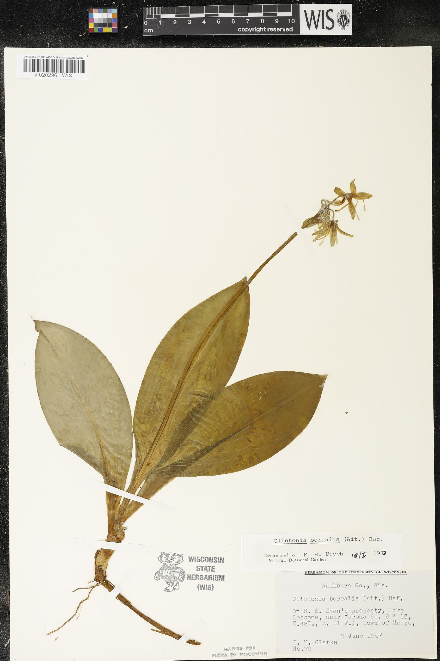 Clintonia borealis image