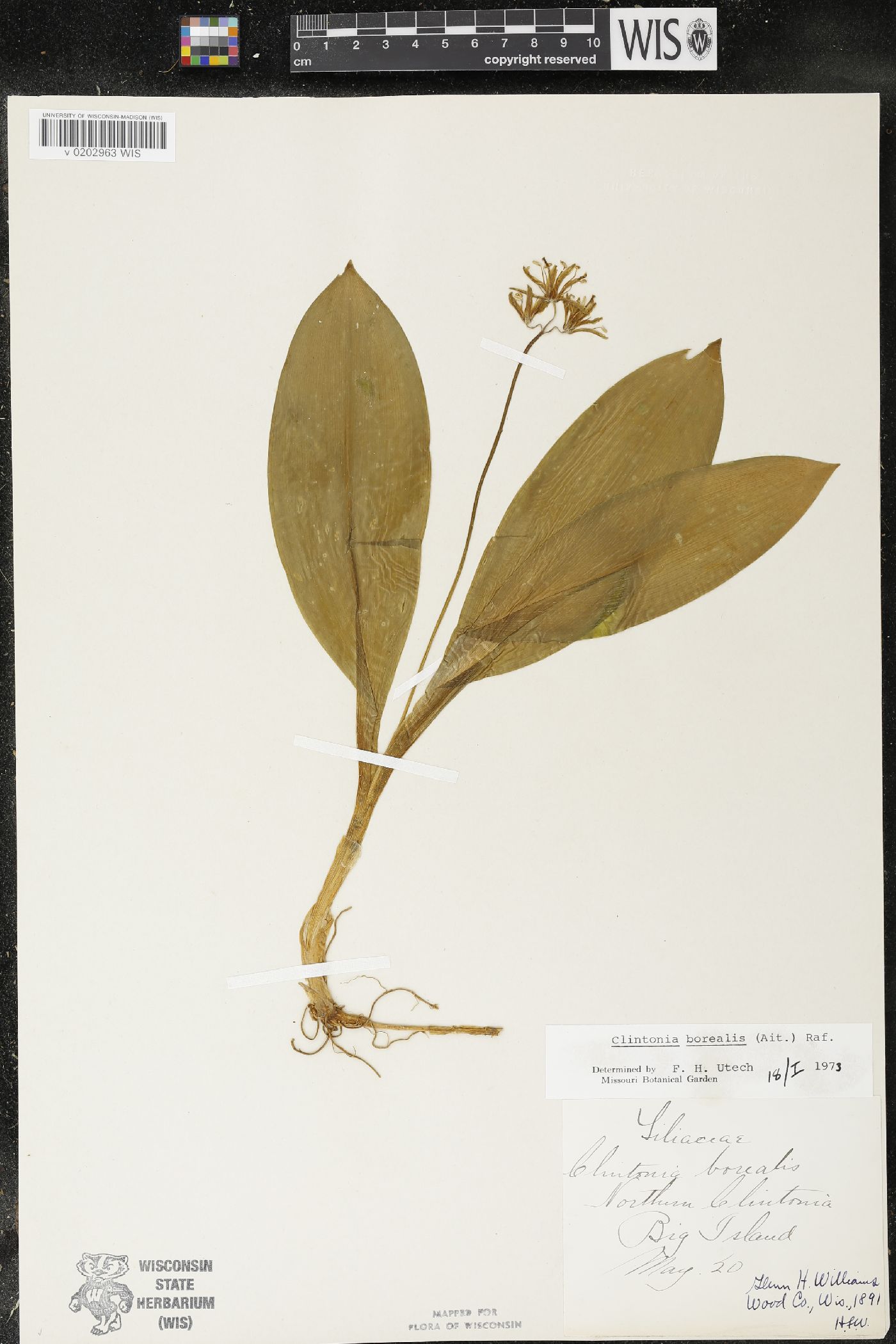 Clintonia borealis image