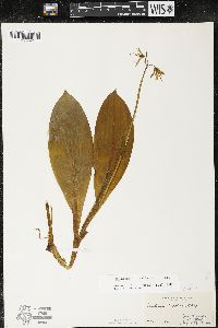 Clintonia borealis image